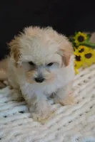 Harley, a male Maltipoo for sale in Ladysmith, WI – 4 of 8