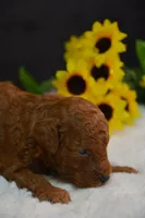 Koda, a male Poodle - Toy  for sale in Ladysmith, WI – 8 of 9