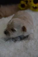 Hudson, a male Maltipoo for sale in Ladysmith, WI – 7 of 10