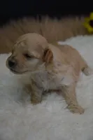 Hunter, a male Maltipoo for sale in Ladysmith, WI – 2 of 8