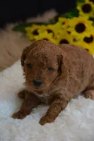 Flint, a male Poodle - Toy  for sale in Ladysmith, WI – 9 of 10