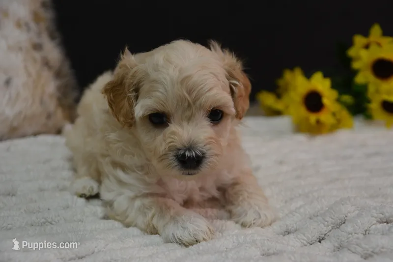 Hudson – Maltipoo puppy for sale in Ladysmith, WI