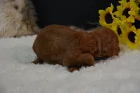 Kiki, a female Poodle - Toy  for sale in Ladysmith, WI – 5 of 9