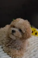Hugo, a male Maltipoo for sale in Ladysmith, WI – 3 of 10