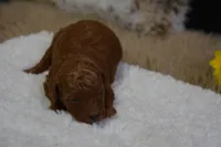 Princess, a female Poodle - Toy  for sale in Ladysmith, WI – Photo 1 of 9