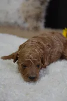 Prince, a male Poodle - Toy  for sale in Ladysmith, WI – Photo 2 of 6