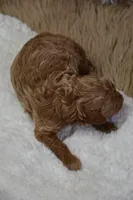 Prince, a male Poodle - Toy  for sale in Ladysmith, WI – Photo 6 of 6