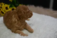 Countess, a female Poodle - Toy  for sale in Ladysmith, WI – Photo 4 of 7