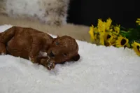 Princess, a female Poodle - Toy  for sale in Ladysmith, WI – Photo 4 of 9