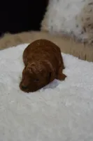 Princess, a female Poodle - Toy  for sale in Ladysmith, WI – Photo 3 of 9