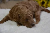 Prince, a male Poodle - Toy  for sale in Ladysmith, WI – Photo 1 of 6