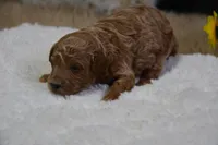 Prince, a male Poodle - Toy  for sale in Ladysmith, WI – Photo 4 of 6