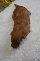 Countess, a female Poodle - Toy  for sale in Ladysmith, WI – Photo 2 of 7