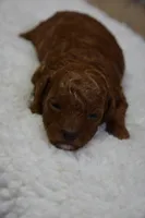Princess, a female Poodle - Toy  for sale in Ladysmith, WI – Photo 7 of 9