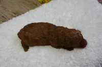 Princess, a female Poodle - Toy  for sale in Ladysmith, WI – Photo 2 of 9