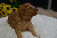 Countess, a female Poodle - Toy  for sale in Ladysmith, WI – Photo 3 of 7