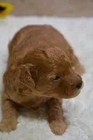 Countess, a female Poodle - Toy  for sale in Ladysmith, WI – Photo 6 of 7