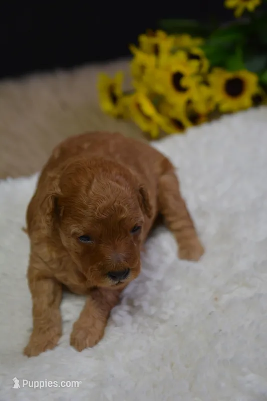 Countess, a female Poodle - Toy  for sale in Ladysmith, WI – Photo 1 of 7