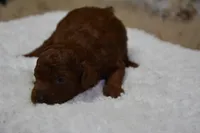 Duchess, a female Poodle - Toy  for sale in Ladysmith, WI – Photo 2 of 6