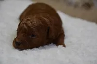 Princess, a female Poodle - Toy  for sale in Ladysmith, WI – Photo 6 of 9