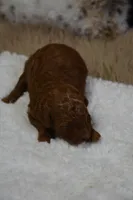 Princess, a female Poodle - Toy  for sale in Ladysmith, WI – Photo 5 of 9