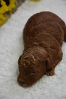 Princess, a female Poodle - Toy  for sale in Ladysmith, WI – Photo 9 of 9