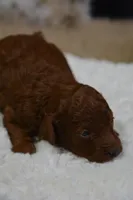 Duchess, a female Poodle - Toy  for sale in Ladysmith, WI – Photo 5 of 6