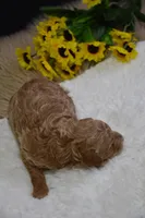 Prince, a male Poodle - Toy  for sale in Ladysmith, WI – Photo 5 of 6