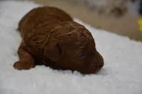 Princess, a female Poodle - Toy  for sale in Ladysmith, WI – Photo 8 of 9