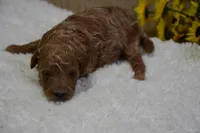 Prince, a male Poodle - Toy  for sale in Ladysmith, WI – Photo 3 of 6