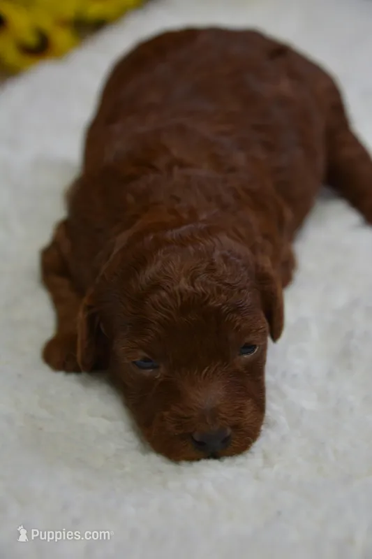 Duchess, a female Poodle - Toy  for sale in Ladysmith, WI – Photo 1 of 6