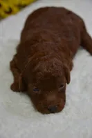 Duchess, a female Poodle - Toy  for sale in Ladysmith, WI – Photo 1 of 6