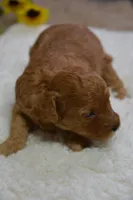 Countess, a female Poodle - Toy  for sale in Ladysmith, WI – Photo 5 of 7