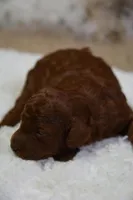 Duchess, a female Poodle - Toy  for sale in Ladysmith, WI – Photo 4 of 6