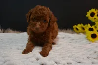 Fitz, a male Poodle - Toy  for sale in Ladysmith, WI – 2 of 8