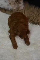 Loki, a male Poodle - Toy  for sale in Ladysmith, WI – 3 of 10