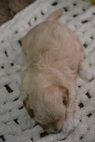 Harley, a male Maltipoo for sale in Ladysmith, WI – 7 of 9