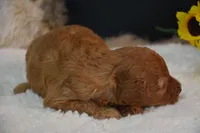 Kahlua, a female Poodle - Toy  for sale in Ladysmith, WI – 8 of 8