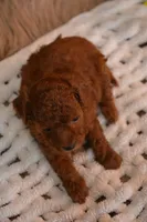 Jazzy, a female Poodle - Toy  for sale in Ladysmith, WI – 4 of 7