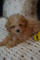 Hugo, a male Maltipoo for sale in Ladysmith, WI – 6 of 10