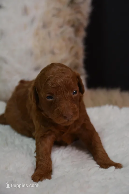 Chief, a male Poodle - Toy  for sale in Ladysmith, WI – Photo 1 of 8