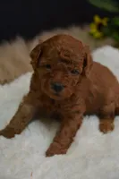 Loki, a male Poodle - Toy  for sale in Ladysmith, WI – 8 of 10