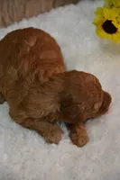 Kahlua, a female Poodle - Toy  for sale in Ladysmith, WI – 6 of 8