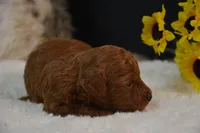 Kiki, a female Poodle - Toy  for sale in Ladysmith, WI – 7 of 9