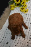 Fitz, a male Poodle - Toy  for sale in Ladysmith, WI – 4 of 8