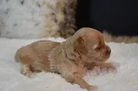 Dozer, a male Maltipoo for sale in Ladysmith, WI – 3 of 9