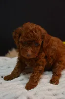 Fitz, a male Poodle - Toy  for sale in Ladysmith, WI – 8 of 8