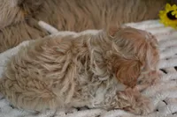 Hershey, a male Maltipoo for sale in Ladysmith, WI – 7 of 8