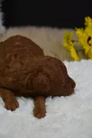 Marlo, a male Poodle - Toy  for sale in Ladysmith, WI – Photo 5 of 7