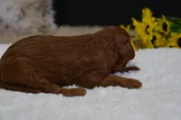 Marlo, a male Poodle - Toy  for sale in Ladysmith, WI – Photo 3 of 7